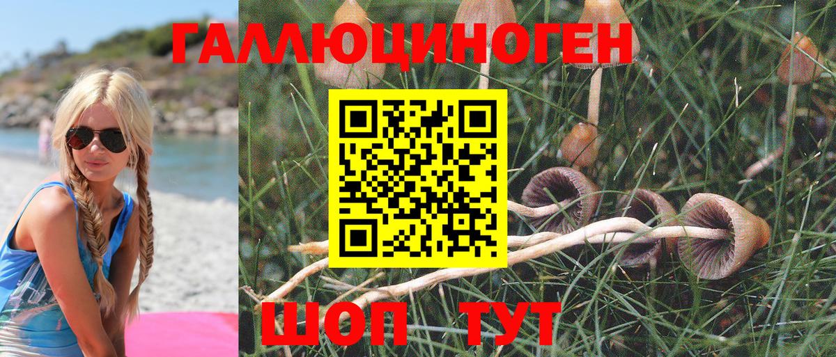 Галлюциногенные грибы Psilocybine cubensis Протвино